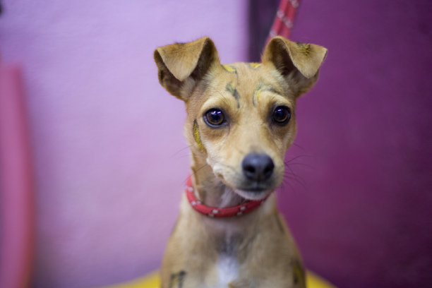 彩绘狗画像图片下载