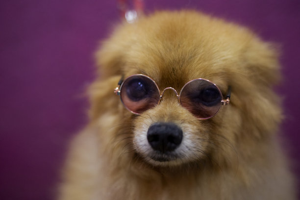戴眼镜的狗的肖像图片下载