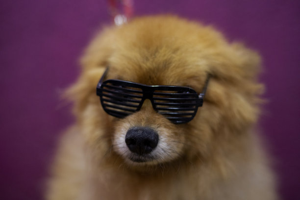 戴眼镜的狗的肖像图片下载