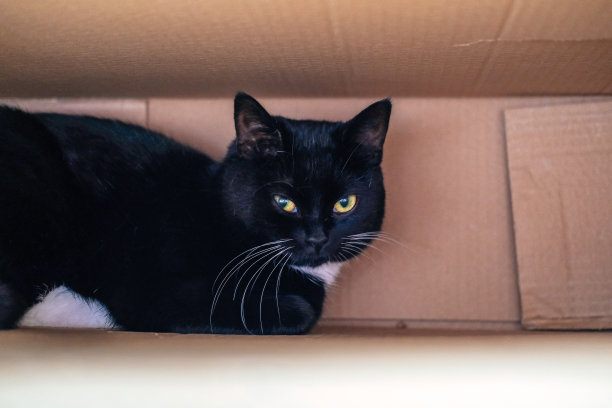 盒子里的猫图片下载