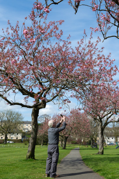 一个成熟的男人在拍摄樱桃树图片下载