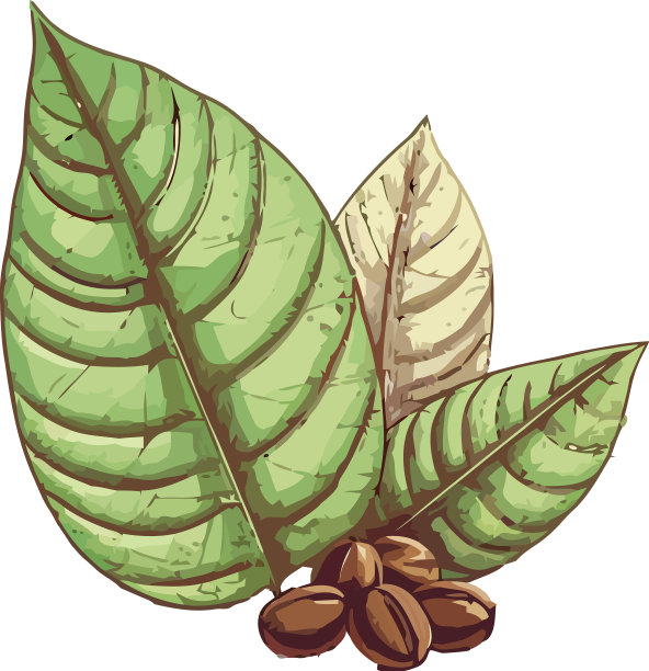 白色背景上的咖啡树和咖啡豆图片下载