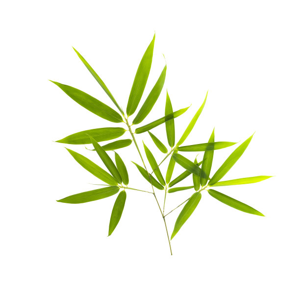 竹叶与剪辑路径孤立在白色图片下载