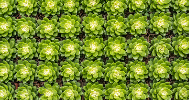 小型多肉植物图片下载