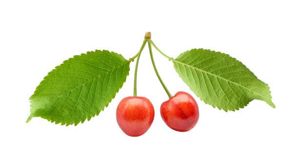 红色的甜樱桃，叶子孤立在白色上图片下载