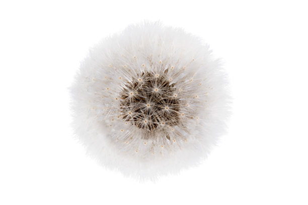 白色背景上孤立的蓬松蒲公英。图片下载