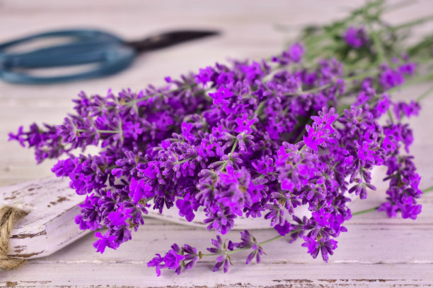压扁的薰衣草花和桌子上的剪刀，特写。图片下载