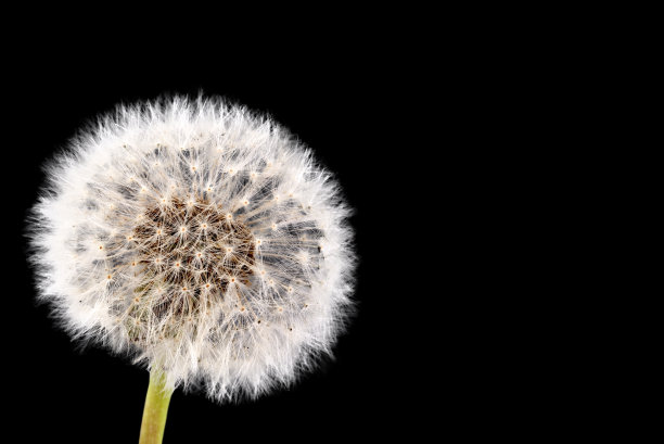 蓬松的蒲公英孤立在黑色背景上，复制空间。图片下载