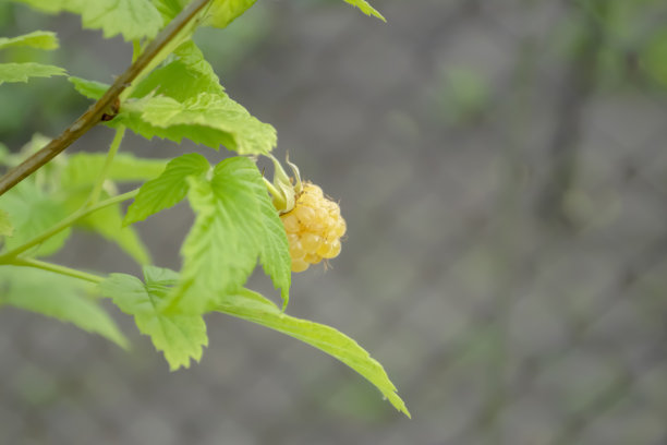 灌木上的黄色覆盆子正在成熟。美丽的树枝和覆盆子在夏天的花园里。图片下载