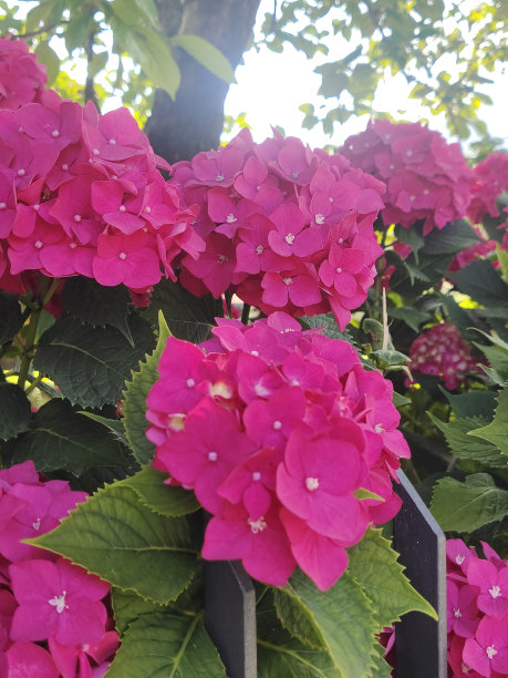 鲜花的背景图片下载