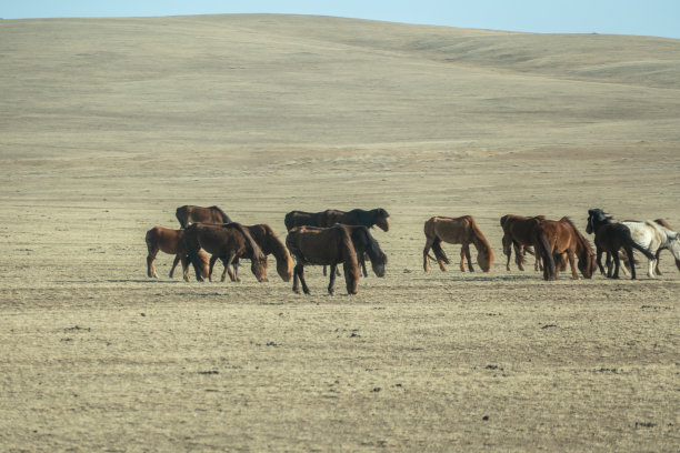 蒙古中部野生动物景观公路图片下载