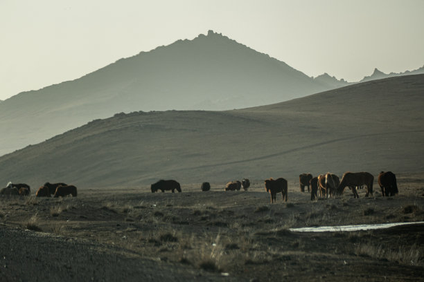 蒙古中部野生动物景观公路图片下载