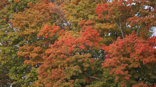 秋天的落叶图片下载