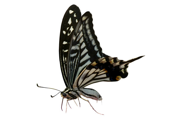 白色背景上孤立的虎燕尾蝶。图片下载