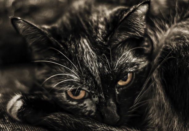 黄眼猫的一瞥图片下载