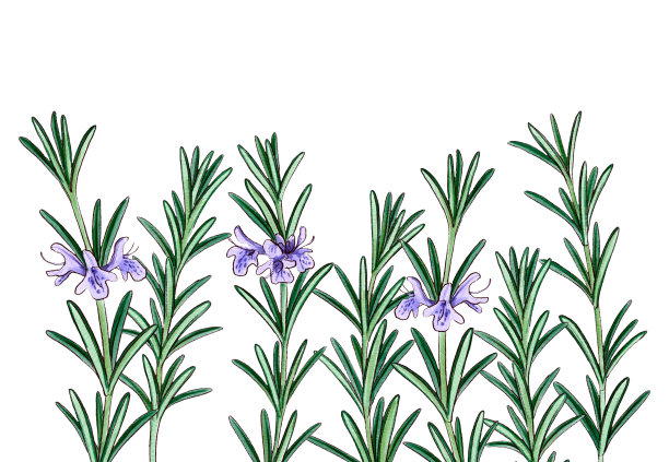 用花和绿叶画迷迭香图片下载