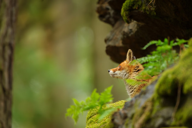 森林环境中岩石间狐狸嚎叫的头图片下载