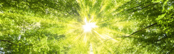 阳光森林的旗帜形象图片下载