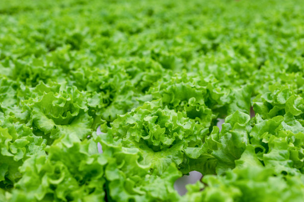 水培蔬菜农场图片下载