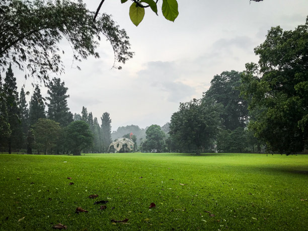 茂物植物园的草地图片下载