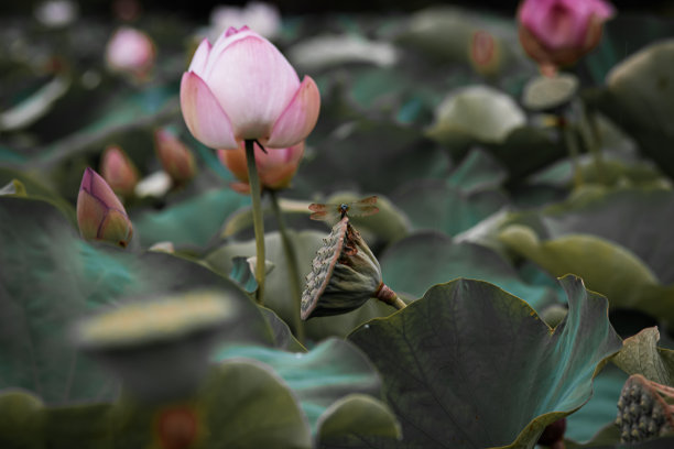 在百合花中图片下载