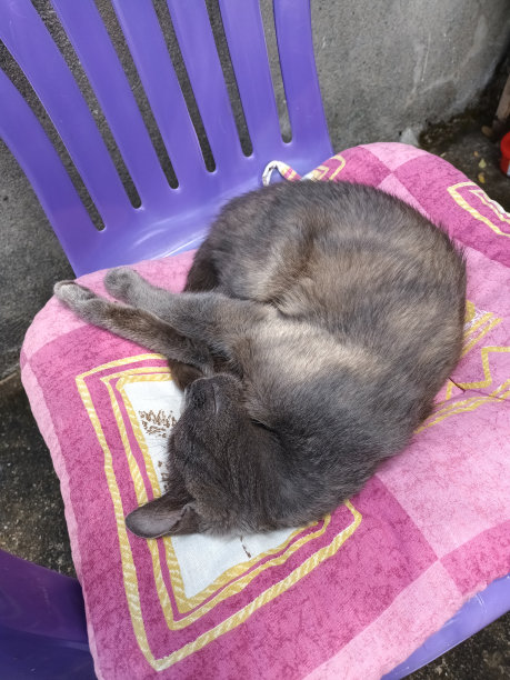 可爱的灰色小猫蜷缩在花园椅的彩色枕头上。微笑的困猫图片下载