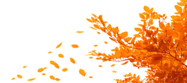 红叶从白底的天空落下，秋天，孤立，秋天季节的过渡图片下载