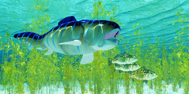 Dunkleosteus猎杀海带Bass图片下载