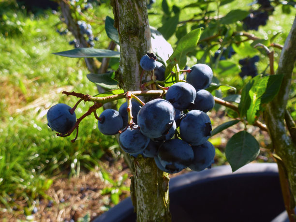 一个成熟多汁的蓝莓树枝的特写。浆果大丰收。背景是模糊的图片下载