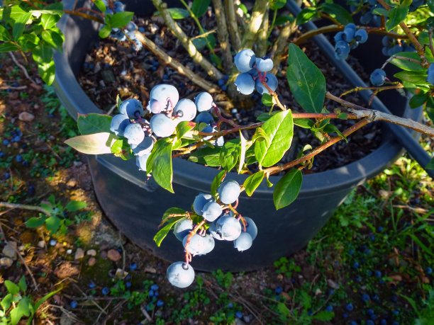 在明亮的阳光下，成熟多汁的蓝莓树枝。浆果大丰收。背景是模糊的图片下载