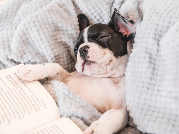 可爱的小狗和旧书。特写镜头,在室内图片下载