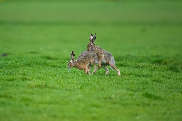 兔子在郁郁葱葱的草地上欢快地玩耍图片下载