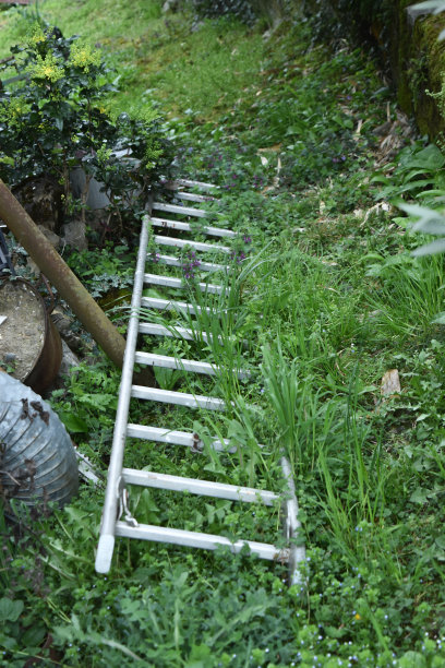 杂草丛生的院子顶上放着一架梯子。图片下载