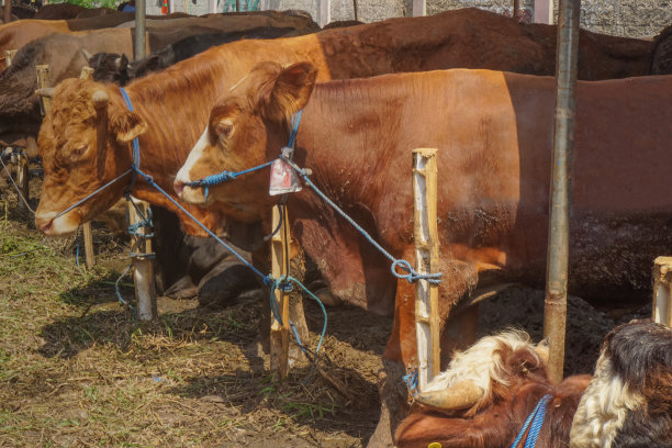 2023年宰牲节，牛被卖作祭品图片下载