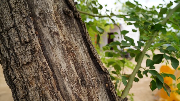 橡木树皮的浮雕纹理。橡木纹理的全景照片。印楝树皮图片下载