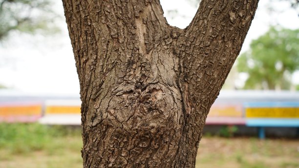 橡木树皮的浮雕纹理。橡木纹理的全景照片。印楝树皮图片下载