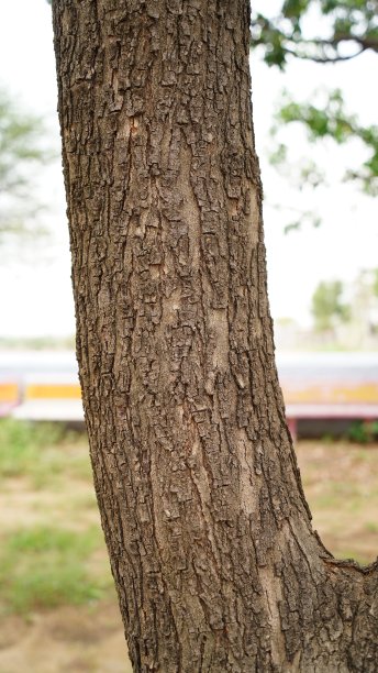 橡木树皮的浮雕纹理。橡木纹理的全景照片。印楝树皮图片下载