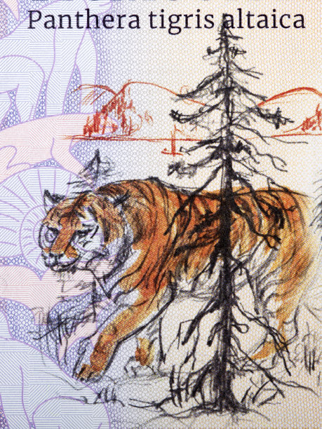 东北虎的肖像图片下载