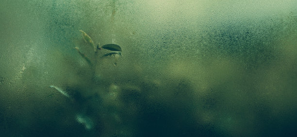 雨季注意玻璃后面的树叶图片下载