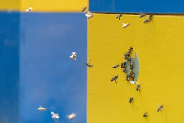 蜜蜂在蜂房里飞到蜂巢旁边采蜜，特写图片下载