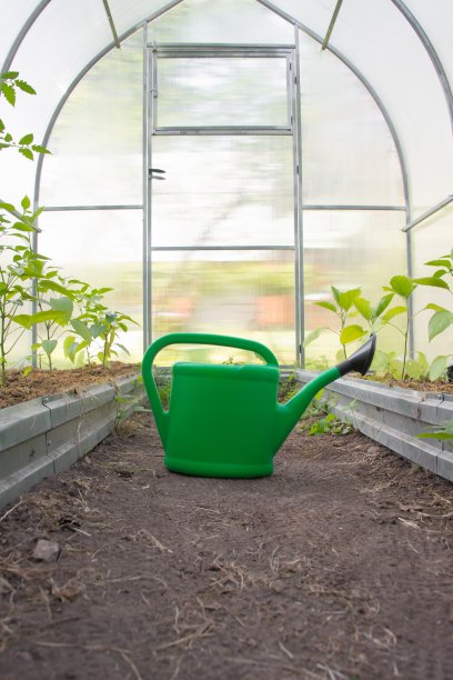 绿色塑料水罐站在土壤上，覆盖着有机黄绿色香蕉辣椒，辣椒植物和西红柿植物幼苗和蔬菜或水果栽培背景的温室或温室。图片下载