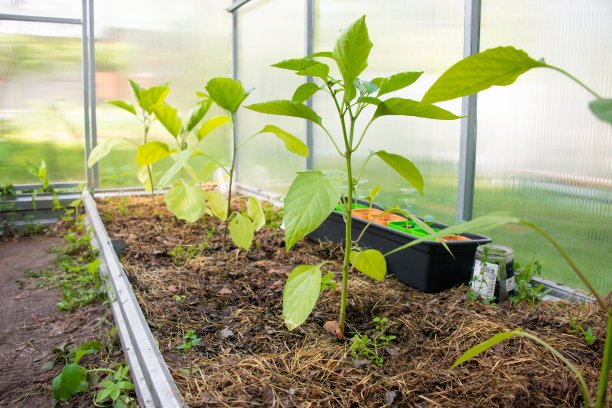 生有机黄绿香蕉，辣椒，红辣椒，辣椒植物或西班牙甜椒在小温室或温室。在床上覆盖花园割下的草，防止杂草发芽。

园艺、种植、栽培理念。图片下载