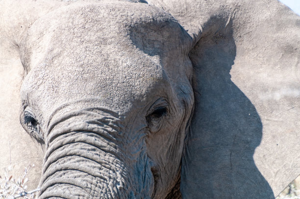 大象的特写图片下载