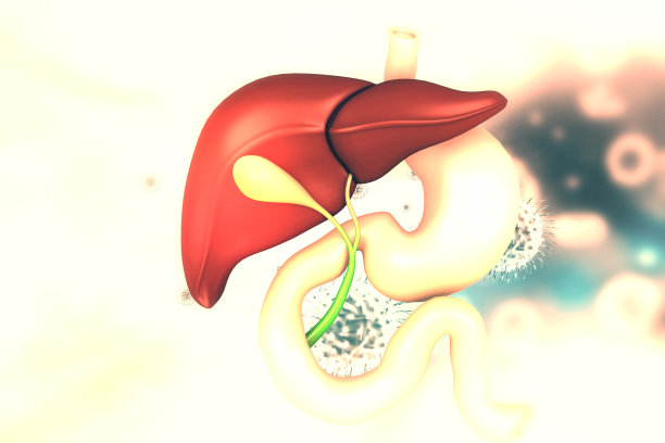 人体肝脏解剖图片下载