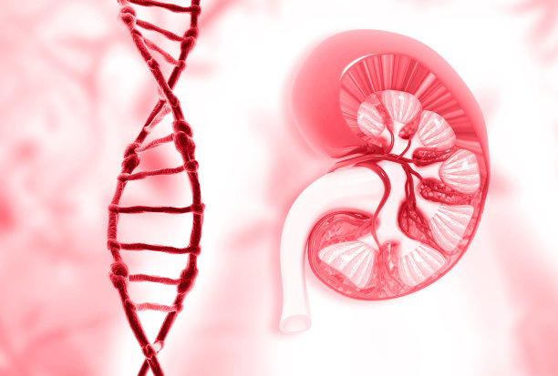 用dna链解剖人体肾脏横切面图片下载