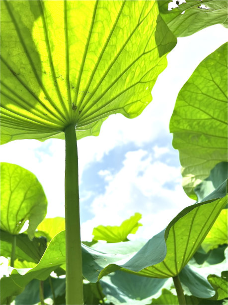 绿色的荷叶与蓝色的天空形成鲜明的对比。图片下载
