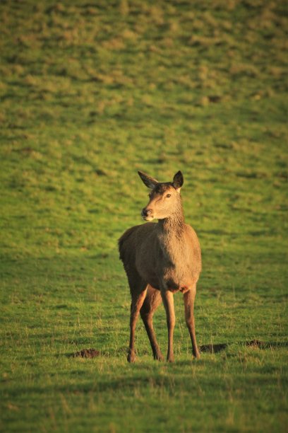马鹿放牧图片下载