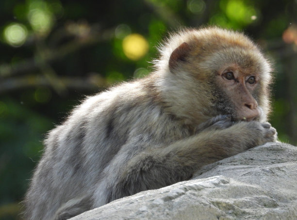 巴巴里猕猴的肖像图片下载