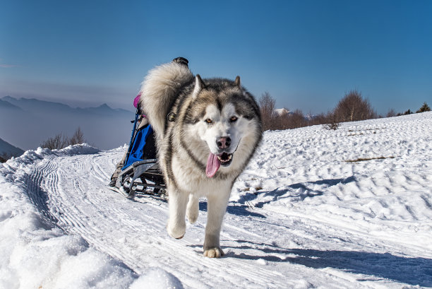 在雪橇比赛中，阿拉斯加雪橇犬的特写镜头图片下载