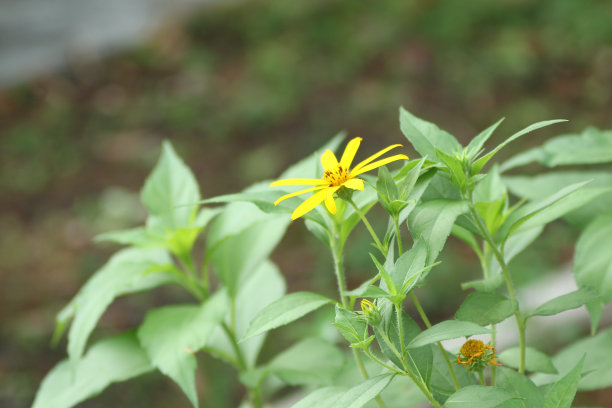 小黄花紫菜与绿叶背景。ฺ曼谷,泰国。图片下载